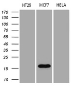 AGR2 Antibody in Western Blot (WB)