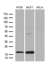 AGR2 Antibody in Western Blot (WB)