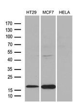 AGR2 Antibody in Western Blot (WB)