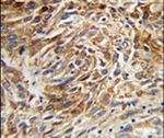 AGR3 Antibody in Immunohistochemistry (IHC)