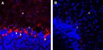 GABA Transporter 1 (GAT-1) (extracellular) Antibody in Immunohistochemistry (Frozen) (IHC (F))