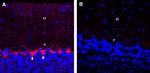 GABA Transporter 1 (GAT-1) (extracellular) Antibody in Immunohistochemistry (Frozen) (IHC (F))
