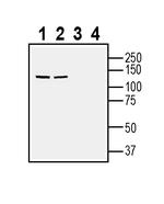 GABA Transporter 1 (GAT-1) (extracellular) Antibody in Western Blot (WB)