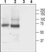 GABA Transporter 3 (GAT-3) Polyclonal Antibody