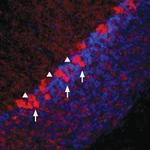 Vesicular GABA Transporter (VGAT) Antibody in Immunohistochemistry (Frozen) (IHC (F))