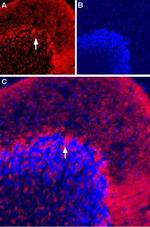 Vesicular GABA Transporter (VGAT) Polyclonal Antibody, Atto™ 594