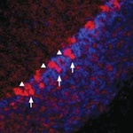 Vesicular GABA Transporter (VGAT) Antibody in Immunohistochemistry (Frozen) (IHC (F))