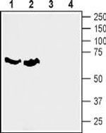 SLC6A7 (Proline Transporter) Polyclonal Antibody