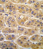 Angiotensinogen Antibody in Immunohistochemistry (IHC)