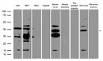 AGXT Antibody in Western Blot (WB)