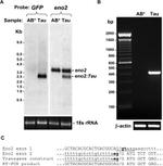 Tau Antibody in Western Blot (WB)