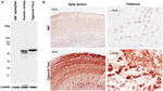 Tau Antibody in Western Blot, Immunohistochemistry (Frozen) (WB, IHC (F))