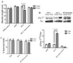 Tau Antibody in Western Blot (WB)
