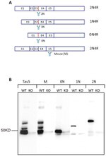 Tau Antibody in Western Blot (WB)