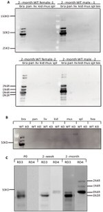 Tau Antibody in Western Blot (WB)