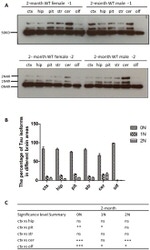 Tau Antibody in Western Blot (WB)