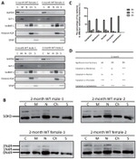 Tau Antibody in Western Blot (WB)