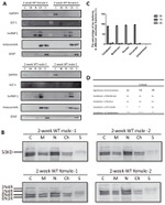 Tau Antibody in Western Blot (WB)
