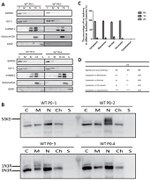 Tau Antibody in Western Blot (WB)