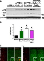 Tau Antibody in Western Blot (WB)
