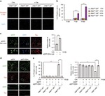 Tau Antibody in Immunocytochemistry (ICC/IF)
