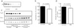Tau Antibody in Western Blot (WB)