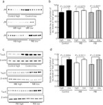 Tau Antibody in Western Blot (WB)