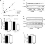 Tau Antibody in Western Blot (WB)