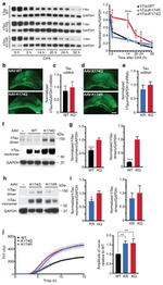 Tau Antibody in Western Blot (WB)