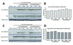 Tau Antibody in Western Blot (WB)