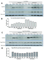 Tau Antibody in Western Blot (WB)