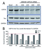 Tau Antibody in Western Blot (WB)