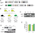 Tau Antibody in Western Blot (WB)