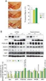 Tau Antibody in Western Blot (WB)