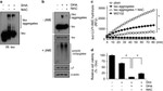 Tau Antibody in Western Blot (WB)