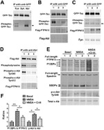 Tau Antibody in Western Blot (WB)
