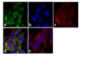 Tau Monoclonal Antibody (TAU-5)