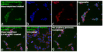 Tau (Cleaved Asp421, Asp422) Antibody