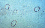 beta Amyloid (N-terminal) Antibody in Immunohistochemistry (Paraffin) (IHC (P))