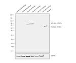 c-Myc Antibody in Western Blot (WB)