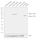 c-Myc Antibody in Western Blot (WB)