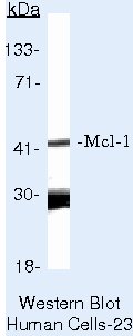 MCL-1 Monoclonal Antibody (RC13)