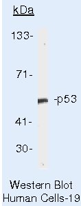 p53 Antibody in Western Blot (WB)