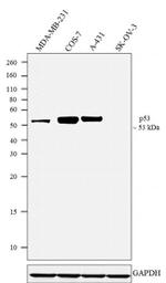 p53 Antibody in Western Blot (WB)