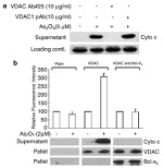Bcl-X Antibody in Western Blot (WB)