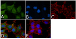 Bcl-X Antibody in Immunocytochemistry (ICC/IF)