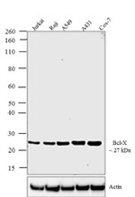 Bcl-X Antibody in Western Blot (WB)