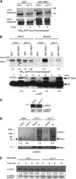 RIT1 Antibody in Western Blot, Immunoprecipitation (WB, IP)