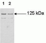 JAK3 Monoclonal Antibody (515R6)