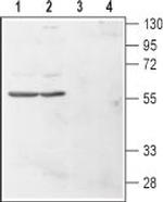 Histamine H4 Receptor (HRH4) (extracellular) Polyclonal Antibody